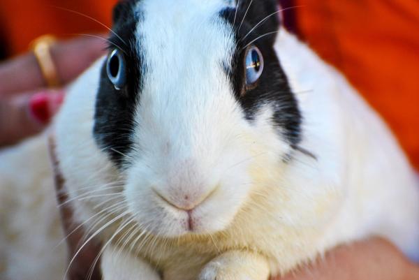 10 rzeczy, których nie wiedziałeś o królikach - 3. Cudowna wizja