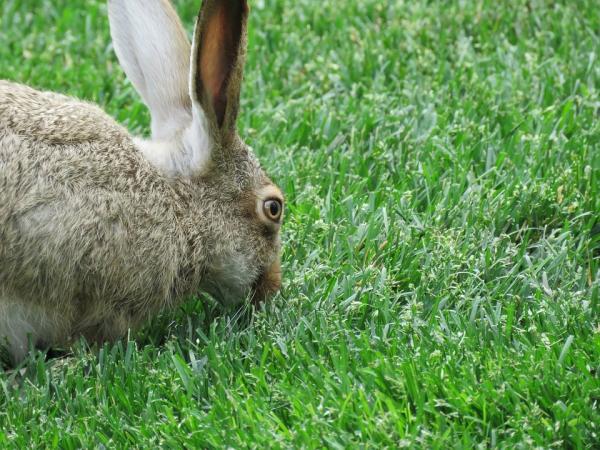 10 rzeczy, których nie wiedziałeś o królikach - 2. Czy jedzą własne odchody? 