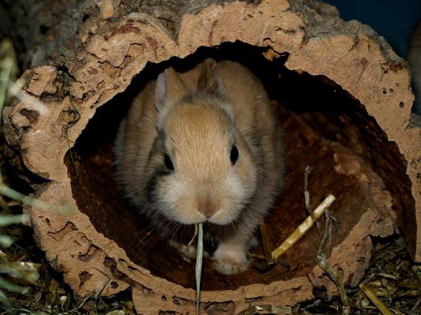 10 rzeczy, których nie wiedziałeś o królikach - 1. Osobliwy styl życia