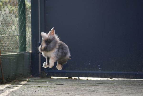 10 rzeczy, których nie wiedziałeś o królikach - 4. Szczęśliwe króliki 
