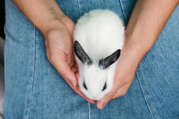10 rzeczy, których nie wiedziałeś o królikach - 7. Wiele króliczków