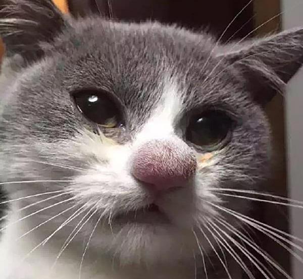 Mój kot ma spuchnięty nos - Przyczyny i leczenie - Kot z opuchniętym nosem od ugryzień