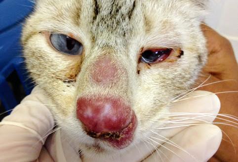 Mój kot ma spuchnięty nos - Przyczyny i leczenie - Inne przyczyny zapalenia nosa kota