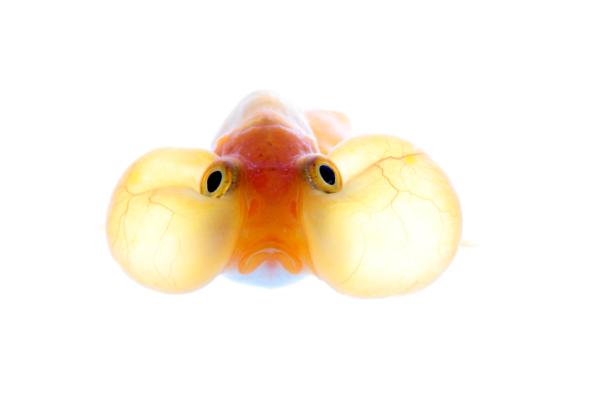 Ryba Zimnowodna - Ryba Bąbelkowa