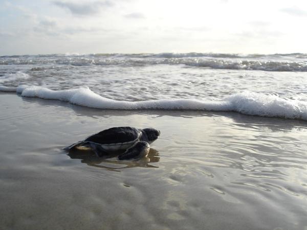 Cykl życiowy żółwia morskiego — rozwój nowonarodzonych żółwi morskich