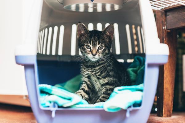10 powodów, dla których warto adoptować kota – porady dotyczące adopcji kotów