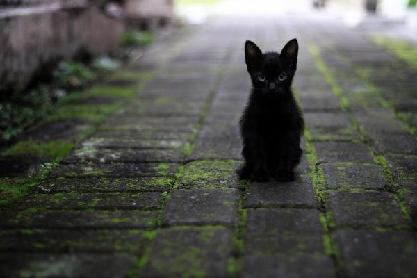 10 powodów, dla których warto adoptować kota - 7. Powody, dla których warto adoptować czarnego kota