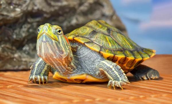 Jak poznać wiek żółwia?  - Ile lat żyje żółw?