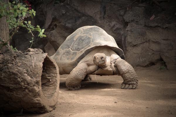 Jak poznać wiek żółwia?  - Charakterystyka żółwi lądowych