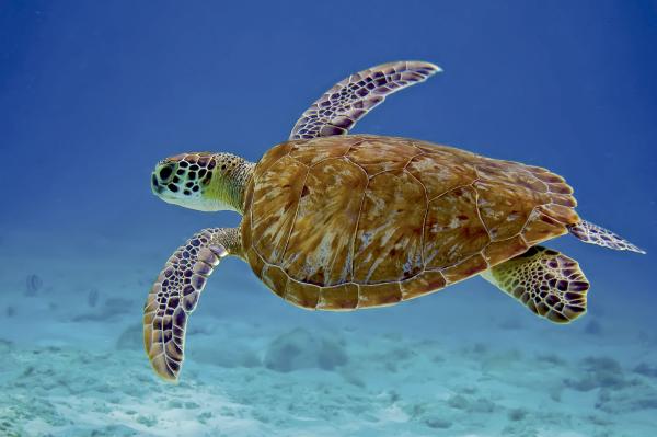 Rodzaje żółwi morskich - Żółw szylkretowy