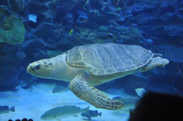 Rodzaje żółwi morskich — żółw oliwkowy