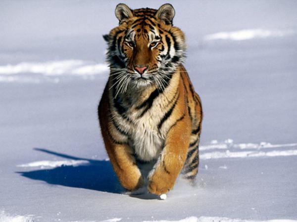 Różnice między tygrysem bengalskim a syberyjskim - Różnice w miejscu zamieszkania