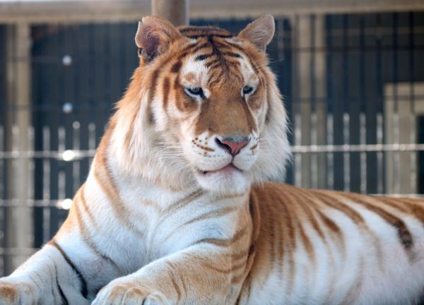 Różnice między tygrysem bengalskim a syberyjskim - Czy kolor jest cechą wyróżniającą te tygrysy?