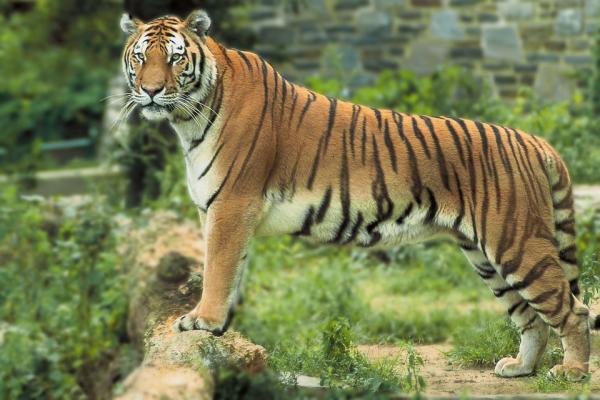 Różnice między tygrysem bengalskim a syberyjskim - Różnice między wielkością a wagą