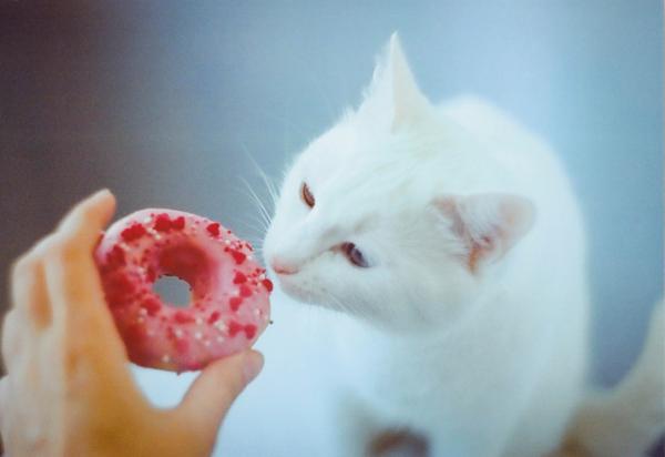 Dlaczego koty nie dostrzegają słodkiego smaku?  - Jakie smaki dostrzegają koty?
