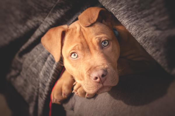 Pit Bull Terrier jako pies niania - czy Pit Bull jest niebezpieczny dla dzieci?
