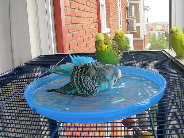 Pielęgnacja australijskich papug - Higiena, niezbędna w zapobieganiu chorobom