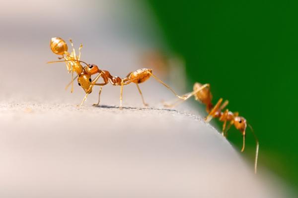 Jak zrobić domowe mrowisko?  - Opieka nad mrówkami w domu