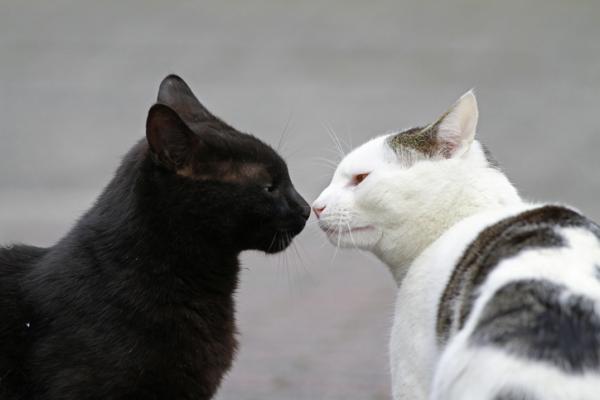 Dlaczego koty czują zapach odbytu?  - Dlaczego koty obwąchują sobie odbyt? 