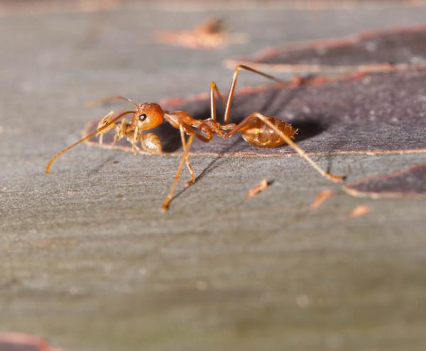 Jak rodzą się mrówki?  - Jak rodzą się mrówki?  Wyjaśnienie dla dzieci