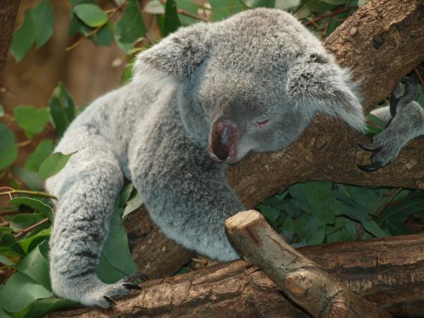Gdzie mieszkają koale?  - Dlaczego koale są zagrożone wyginięciem?