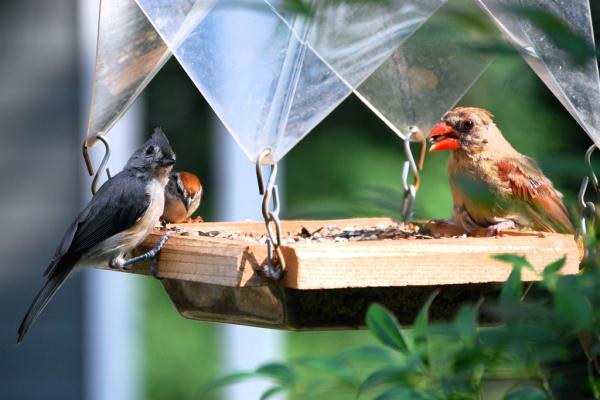 Jak przyciągnąć ptaki do ogrodu?  - 1. Zaoferuj im jedzenie