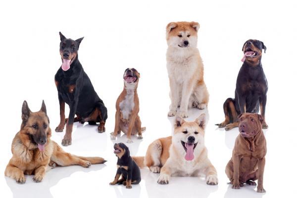 Historia, pochodzenie i ewolucja psa - Jak powstały rasy psów?