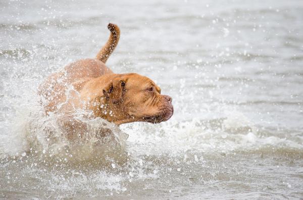 10 rzeczy, które psy robią lepiej niż ludzie - 5. Pływanie