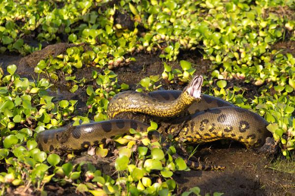Rodzaje węży — węże słodkowodne