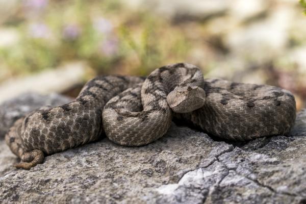 Rodzaje węży — węże piaskowe