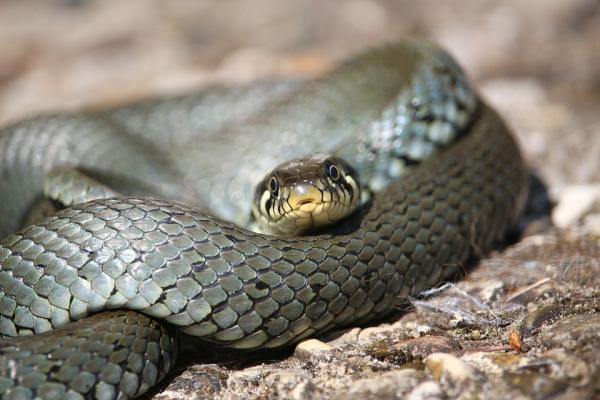 Rodzaje węży - charakterystyka węży 