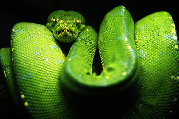 Rodzaje węży — niejadowite węże