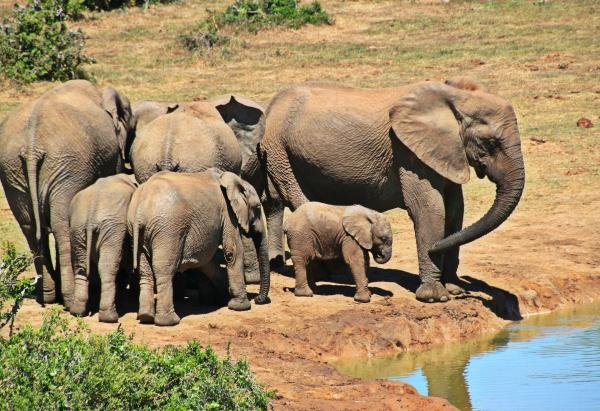 Ile waży słoń?  - Wagi słonia afrykańskiego i słonia azjatyckiego