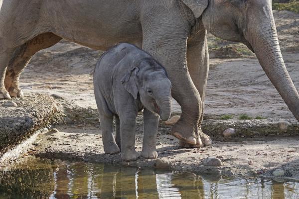 Ile waży słoń?  - Ciekawostki o słoniach i ich wadze