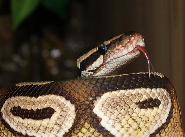 Pet Python Snake - ostateczna decyzja: chcę Pythona za wszelką cenę