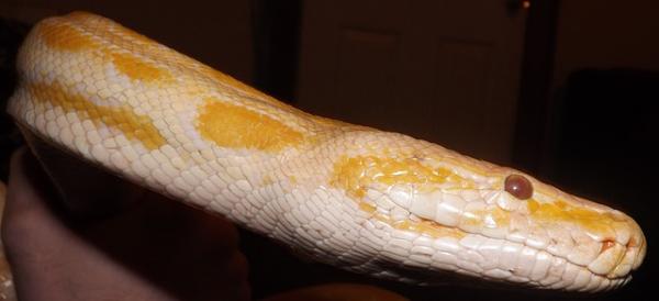 Python jako zwierzak — incydenty z pytonami i innymi dusicielami