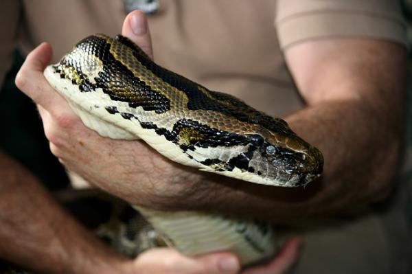 Python jako zwierzak — miłośnicy gadów