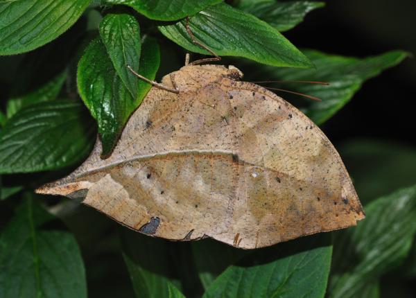8 zwierząt, które kamuflują się w naturze - Motyl z suchymi liśćmi