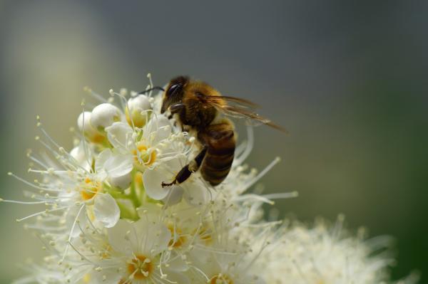 Jak pszczoły robią miód?  - Jak zbiera się miód? 