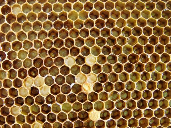 Jak pszczoły robią miód?  - Po co pszczoły robią miód?