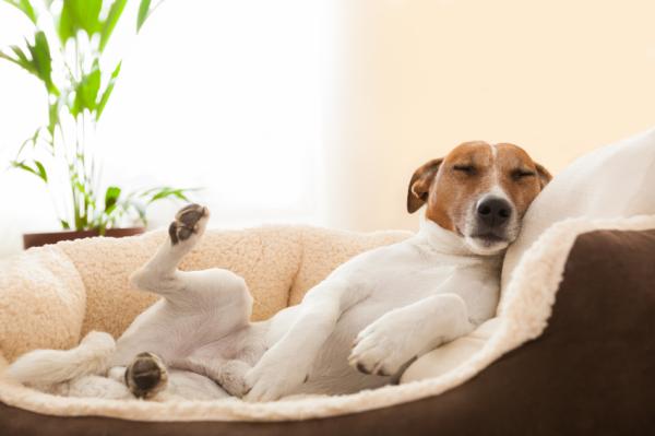 Dlaczego mój pies oddycha bardzo szybko podczas snu?  - Charakterystyka snu psa