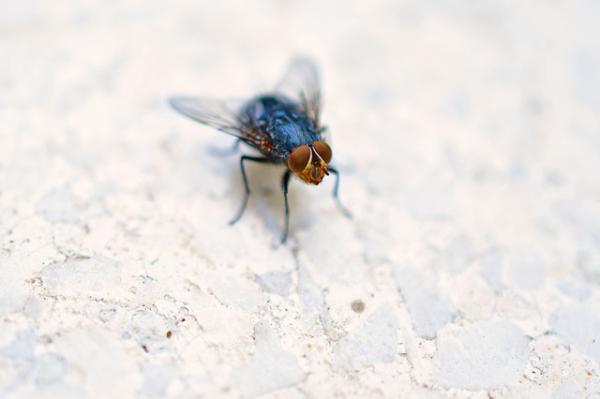 Cykl życia much — jak długo żyją muchy?