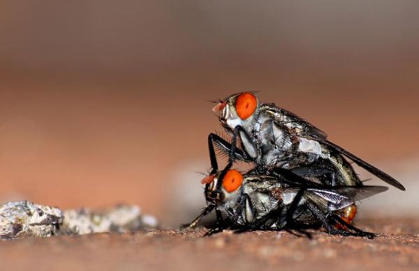 Cykl życia muchy — jak rozmnażają się muchy?