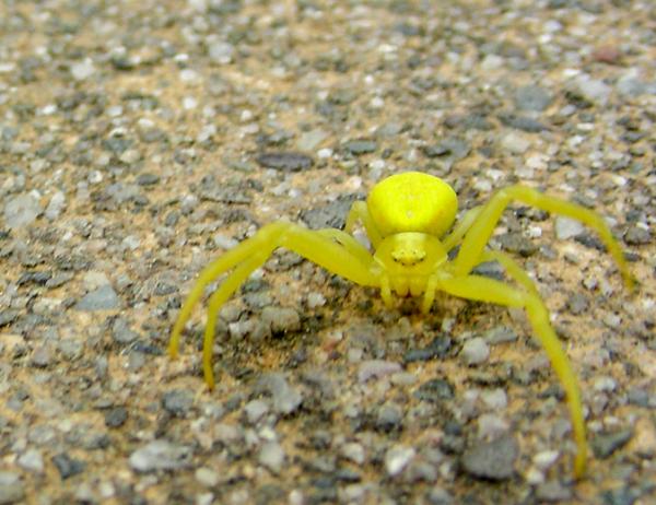 Zwierzęta, które zmieniają kolor - 2. Żółty pająk krabowy