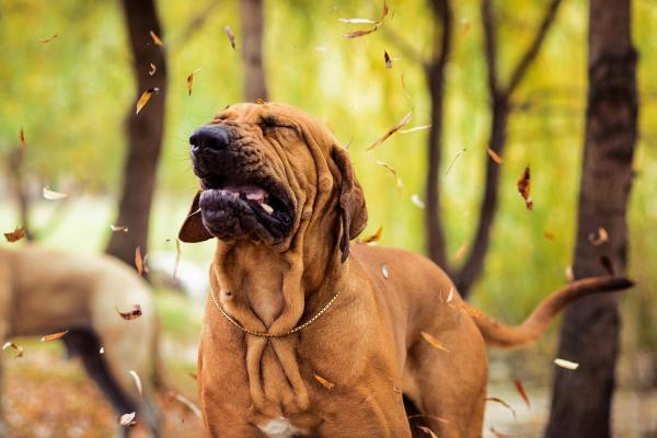 Mój pies dużo kicha - Przyczyny i leczenie - Co to jest kichanie u psów?