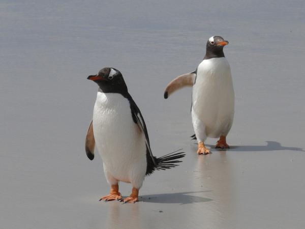 Najciekawsze rytuały zalotów u zwierząt - Prostota pingwina białobrewego