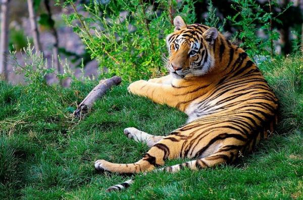 Gdzie mieszkają tygrysy?  - Gdzie mieszka tygrys bengalski?