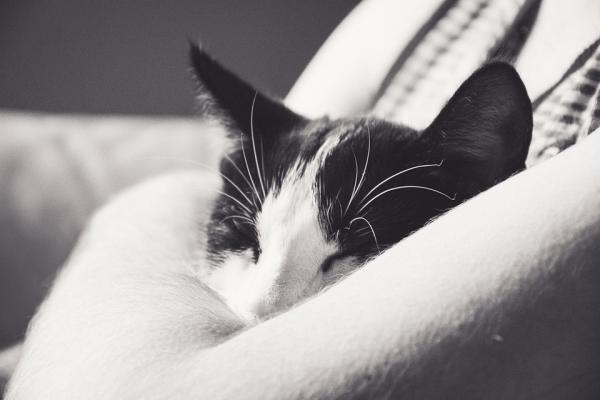 Dlaczego mój kot śpi na mojej poduszce?  - 2. Lubi twój zapach