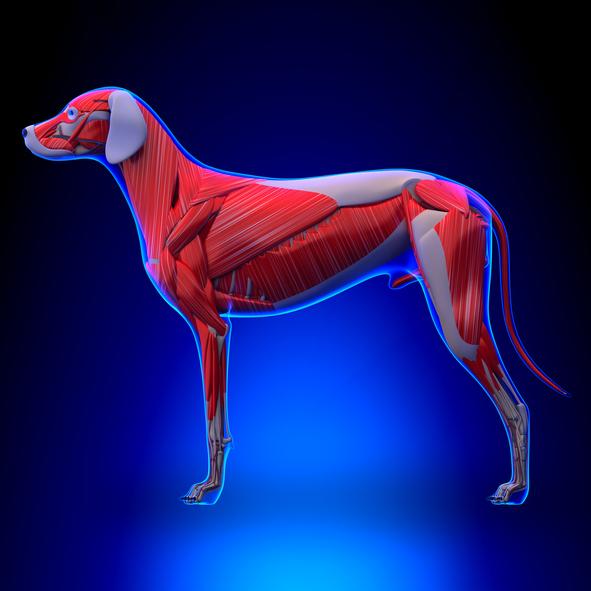 Anatomia psa - Zewnętrzna i wewnętrzna - Mięśnie psa 