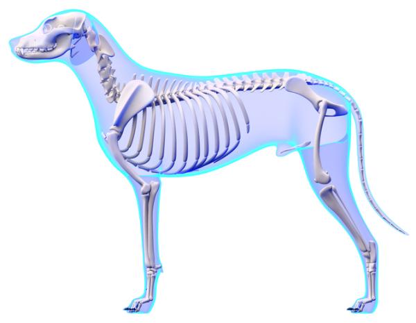 Anatomia psa - Zewnętrzna i wewnętrzna - Szkielet psa 